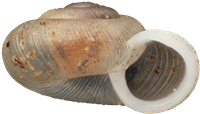 Vallonia enniensis
KÄRRGRÄSSNÄCKA
1.4 × 2.5 mm